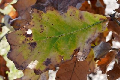 Quercus ×bebbiana 'Taco' (Taco Bebb's Oak), leaf, fall