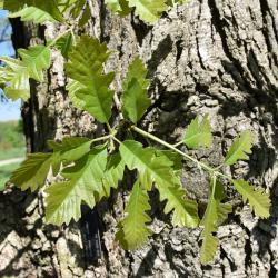 Quercus ×deamii (Deam's Oak), leaf, spring