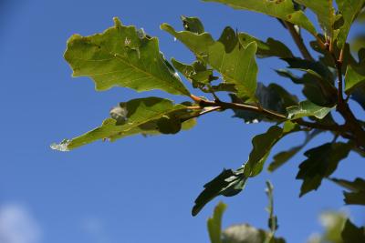 Quercus ×bebbiana 'Taco' (Taco Bebb's Oak), leaf, summer