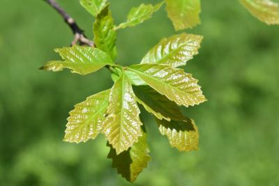 Quercus x bebbiana 'Taco' (Taco Bebb's Oak), leaf, new