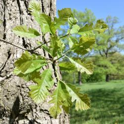Quercus ×deamii (Deam's Oak), leaf, spring