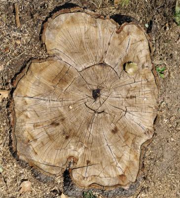 Quercus velutina (Black Oak), stump, cross section