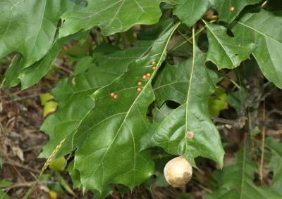 Quercus velutina (Black Oak), leaf, summer