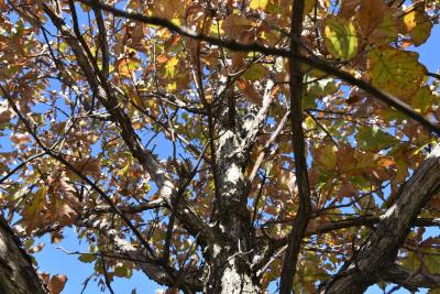 Quercus ×bebbiana 'Taco' (Taco Bebb's Oak), habit, fall