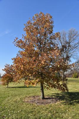 Quercus ×bebbiana 'Taco' (Taco Bebb's Oak), habit, fall