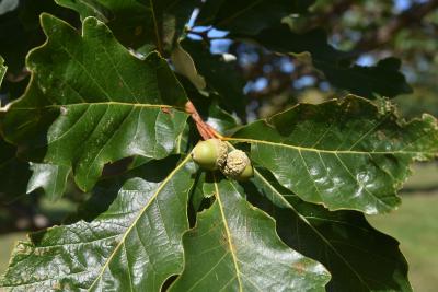 Quercus ×bebbiana 'Taco' (Taco Bebb's Oak), fruit, immature