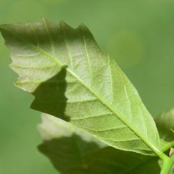 Quercus x bebbiana 'Taco' (Taco Bebb's Oak), leaf, lower surface