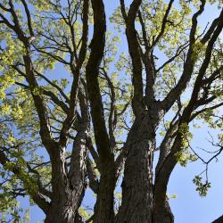 Quercus ×deamii (Deam's Oak), bark, trunk