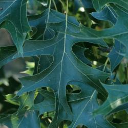 Quercus velutina (Black Oak), leaf, upper surface