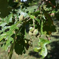 Quercus ×deamii (Deam's Oak), fruit, immature