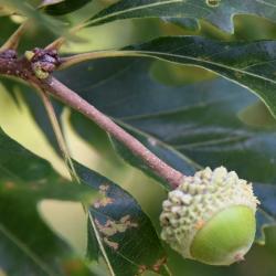 Quercus ×jackiana (Vallonea Oak), fruit, immature