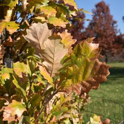 Quercus ×warei 'Long' PP 12673 (REGAL PRINCE® Ware's Oak), leaf, fall