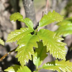 Quercus ×warei 'Nadler' PP 17604 (KINDRED SPIRIT™ Ware's Oak), leaf, new