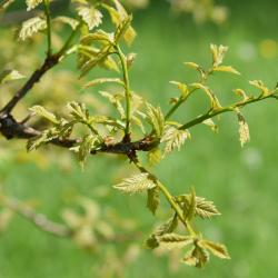 Quercus ×warei (Ware's Oak), leaf, new