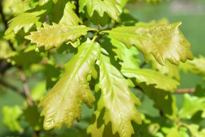 Quercus ×macdanielii 'Clemons' PP 11431 (HERITAGE® Macdaniel's Oak), leaf, upper surface