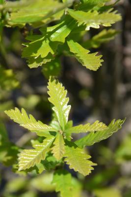 Quercus ×warei 'Long' PP 12673 (REGAL PRINCE® Ware's Oak), leaf, new