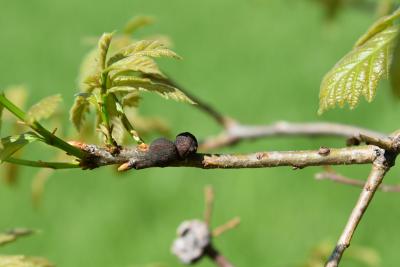 Quercus ×warei (Ware's Oak), gall, twig