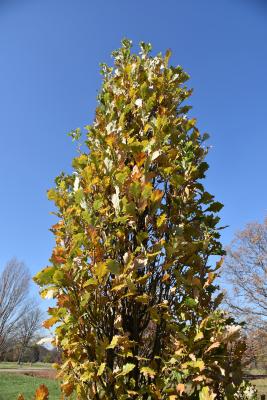 Quercus ×warei 'Long' PP 12673 (REGAL PRINCE® Ware's Oak), habit, fall