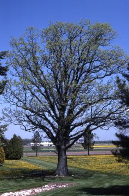 Quercus macrocarpa (bur oak), habit