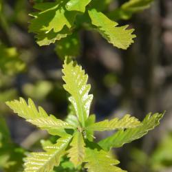 Quercus ×warei 'Long' PP 12673 (REGAL PRINCE® Ware's Oak), leaf, new