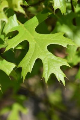 Quercus ×sternbergii (Sternberg's Oak), leaf, upper surface
