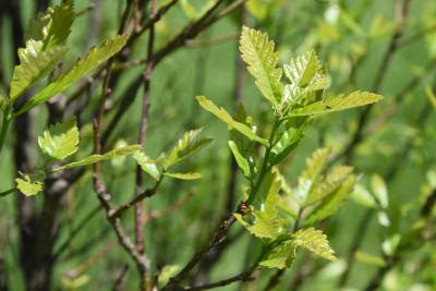 Quercus ×warei 'Long' PP 12673 (REGAL PRINCE® Ware's Oak), leaf, spring