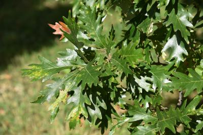 Quercus ×jackiana (Vallonea Oak), leaf, summer