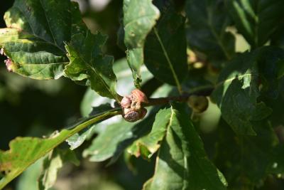 Quercus ×warei (Ware's Oak), gall