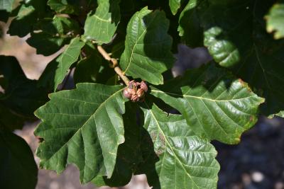Quercus ×warei (Ware's Oak), leaf, summer