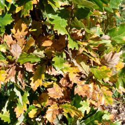 Quercus ×warei 'Nadler' PP 17604 (KINDRED SPIRIT™ Ware's Oak), leaf, fall