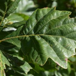 Quercus ×warei (Ware's Oak), leaf, upper surface