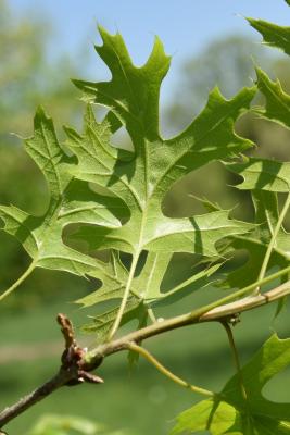 Quercus ×sternbergii (Sternberg's Oak), leaf, lower surface