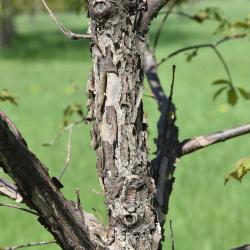 Quercus ×warei (Ware's Oak), bark, branch