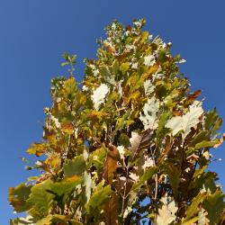 Quercus ×warei 'Long' PP 12673 (REGAL PRINCE® Ware's Oak), leaf, fall