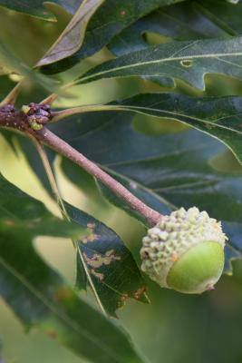 Quercus ×jackiana (Vallonea Oak), fruit, immature