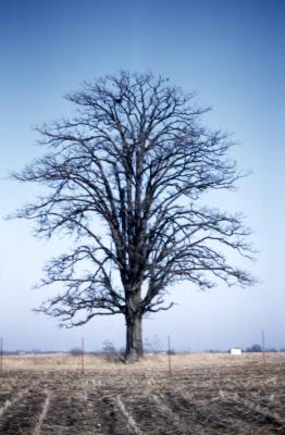 Quercus macrocarpa (bur oak), habit, late winter