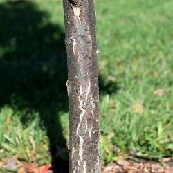 Quercus ×warei 'Nadler' PP 17604 (KINDRED SPIRIT™ Ware's Oak), bark, young