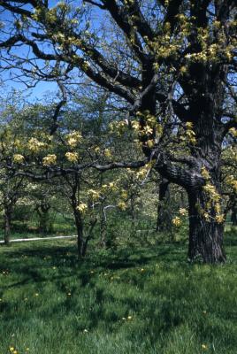 Quercus macrocarpa (bur oak), trunk and branches