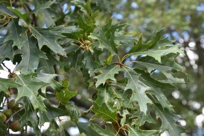 Quercus ×subfalcata (Southern Red-Willow Hybrid Oak), leaf, summer