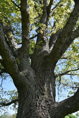 Quercus ×jackiana (Vallonea Oak), bark, trunk