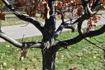 Quercus ×macdanielii 'Clemons' PP 11431 (HERITAGE® Macdaniel's Oak), bark, mature