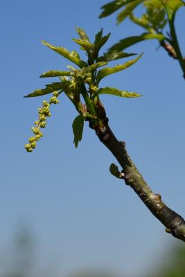 Quercus ×warei 'Nadler' PP 17604 (KINDRED SPIRIT™ Ware's Oak), inflorescence
