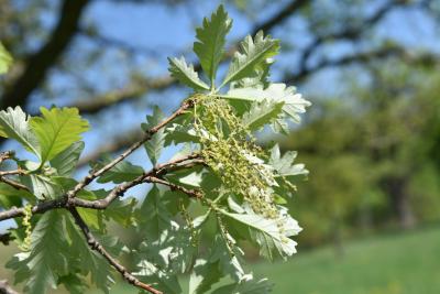 Quercus ×jackiana (Vallonea Oak), inflorescence