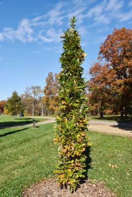 Quercus ×warei 'Nadler' PP 17604 (KINDRED SPIRIT™ Ware's Oak), habit, fall