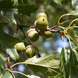 Quercus ×subfalcata (Southern Red-Willow Hybrid Oak), fruit, immature