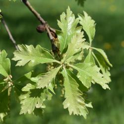 Quercus ×jackiana (Vallonea Oak), leaf, new