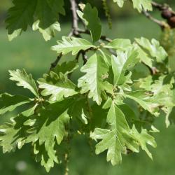 Quercus ×jackiana (Vallonea Oak), leaf, new