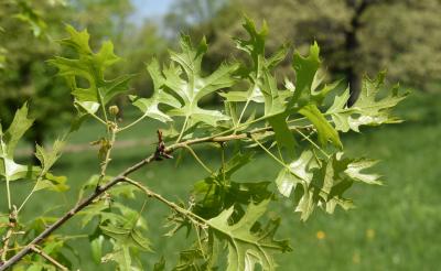 Quercus ×sternbergii (Sternberg's Oak), leaf, lower surface