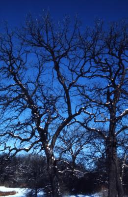 Quercus macrocarpa, (bur oak), habit, winter