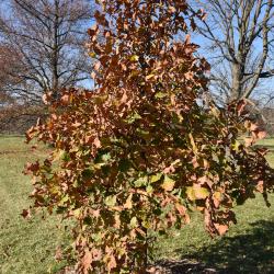 Quercus ×warei (Ware's Oak), habit, fall
